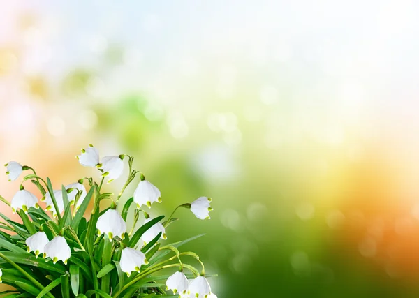 Wiosnę krajobraz. Przebiśniegi kwiaty — Zdjęcie stockowe