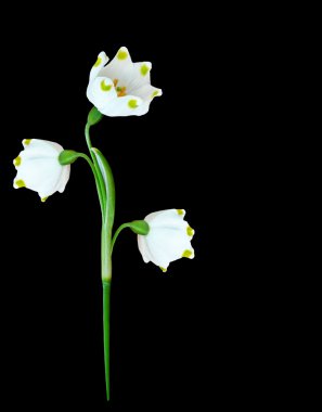 Bahar siyah arka plan üzerine izole kardelen çiçek