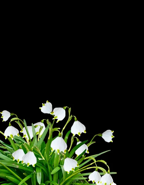 Flores da primavera gotas de neve isoladas no fundo preto — Fotografia de Stock