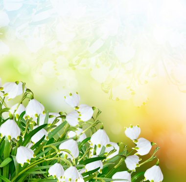 Bahar manzara. çiçekler kardelen