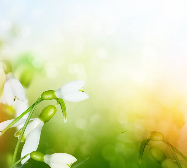 Jarní krajina. květiny sněženky — Stock fotografie