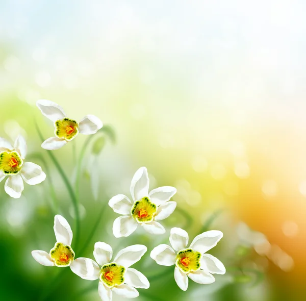 Våren landskap. blommor snödroppar — Stockfoto