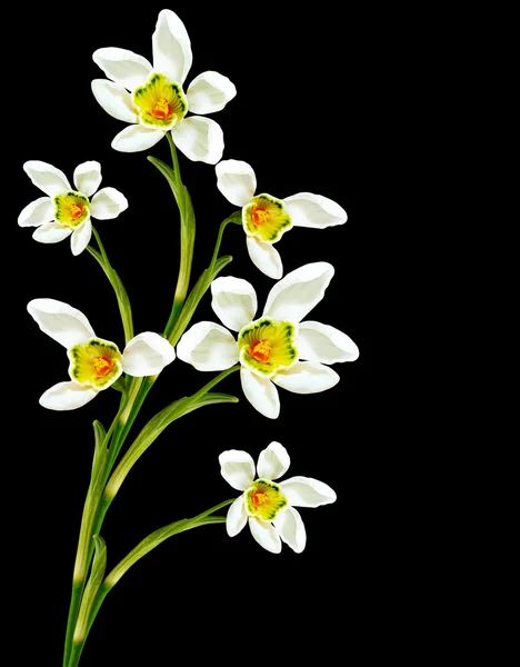 Spring flowers snowdrops isolated on black background — Stock Photo, Image
