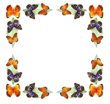 Beyaz arka plan üzerinde izole yapraklarda kelebek