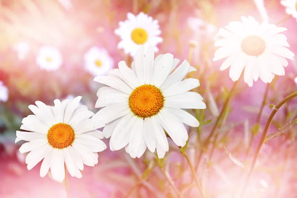 Fiori di campo margherite. Paesaggio estivo . — Foto Stock