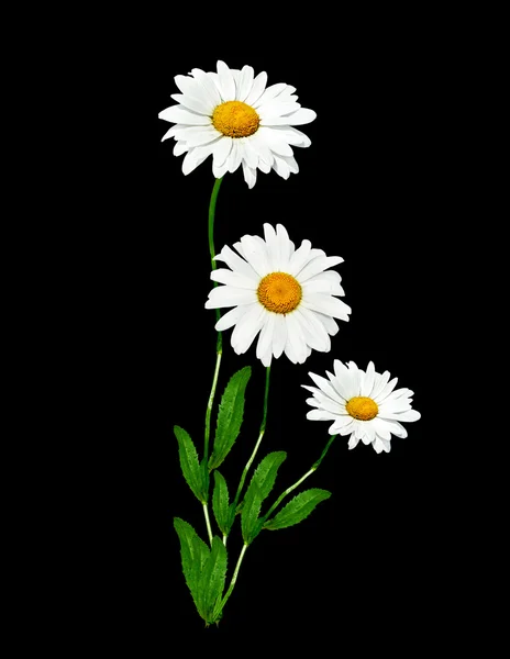 Marguerites été fleur blanche isolée sur fond noir . — Photo