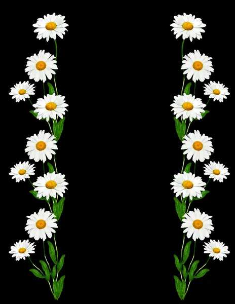 Daisies summer white flower isolated on black background. — Stock Photo, Image