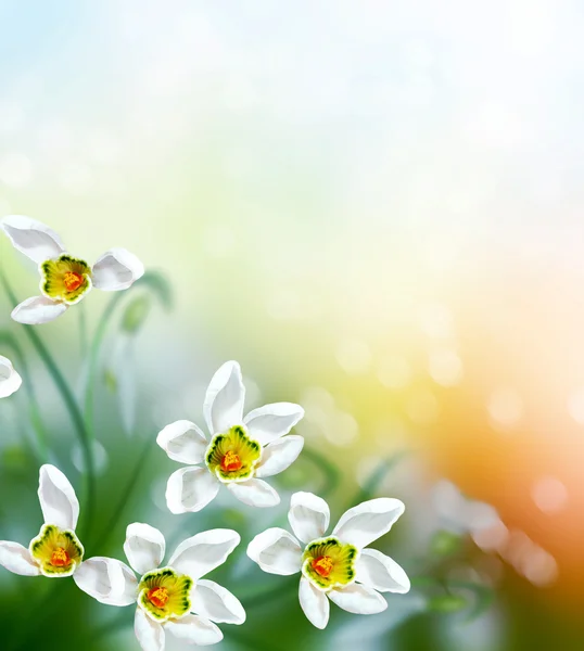 Paisagem de primavera. flores gotas de neve — Fotografia de Stock