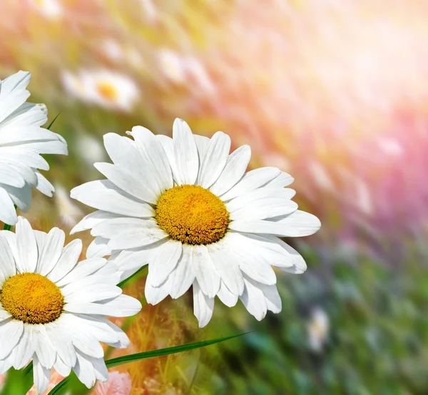 Wildblumen Gänseblümchen. weiße Kamillenblüten — Stockfoto