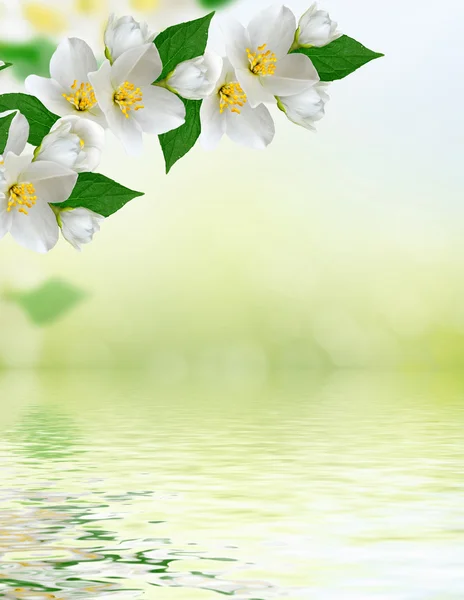 Witte jasmijn bloem. — Stockfoto