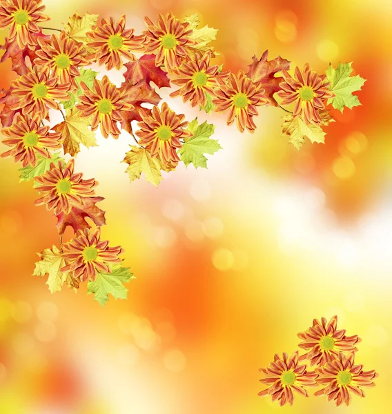 Őszi lombozat. Arany ősz. Krizantém virág — Stock Fotó