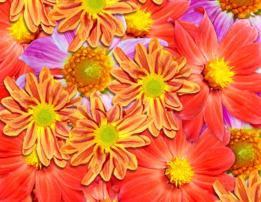  Renkli sonbahar çiçekleri yıldız çiçekleri.