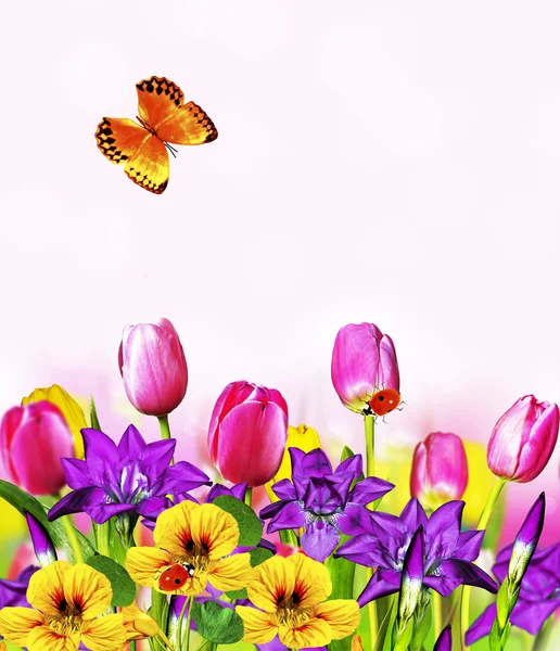 Розовые желтые тюльпаны и синие радужки — стоковое фото