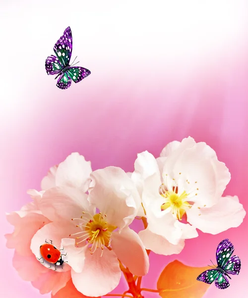 Blütenbirne. Frühjahrsblühender Garten. — Stockfoto