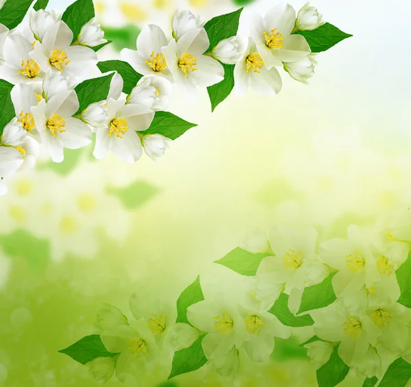 Floare de iasomie albă . — Fotografie, imagine de stoc