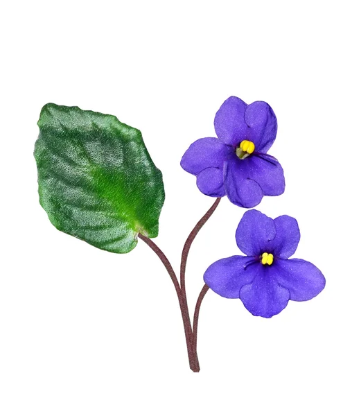 Buquê de flores coloridas de violetas . — Fotografia de Stock