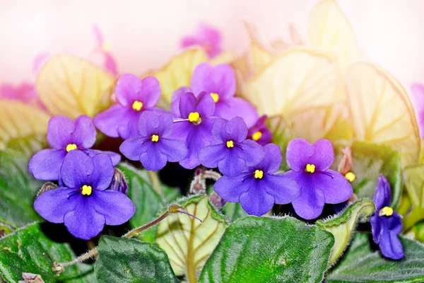 Bouquet of colorful flowers of violets. — Stock Photo, Image