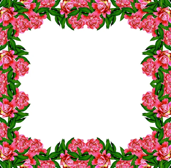 Peony flowers isolated on white background. — Stock Photo, Image