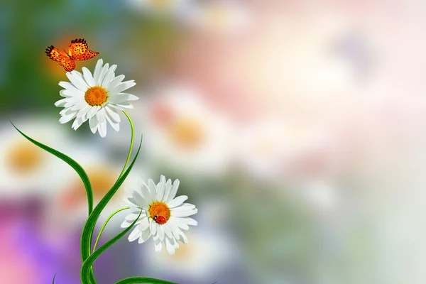 Yaz manzara. Beyaz papatya çiçeği — Stok fotoğraf