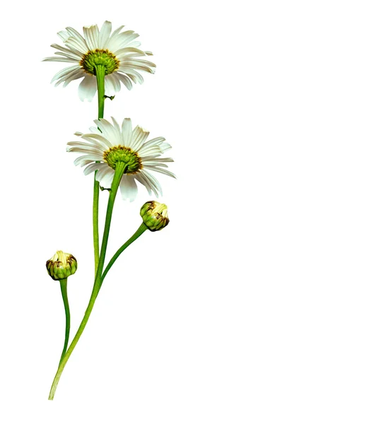 Daisies summer white flower isolated on white background. — Stock Photo, Image