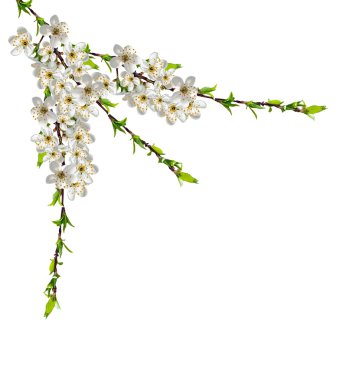 kiraz çiçekleri beyaz arka plan üzerinde izole Şubesi.