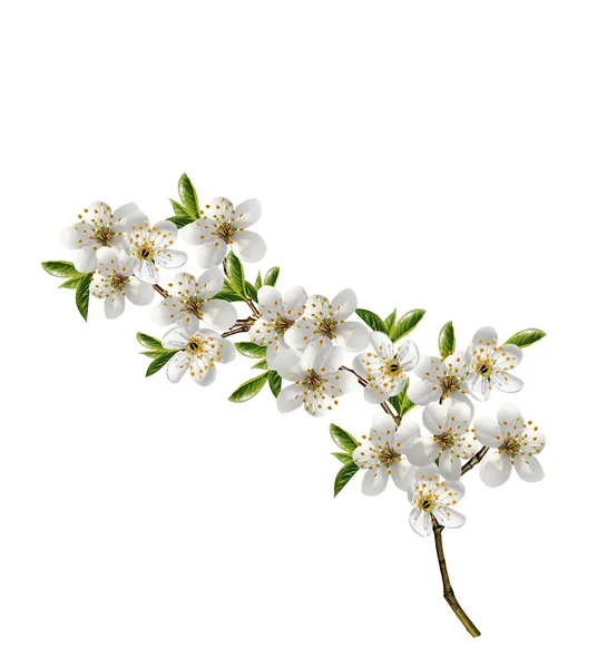 Rama de flores de cerezo aisladas sobre fondo blanco . — Foto de Stock