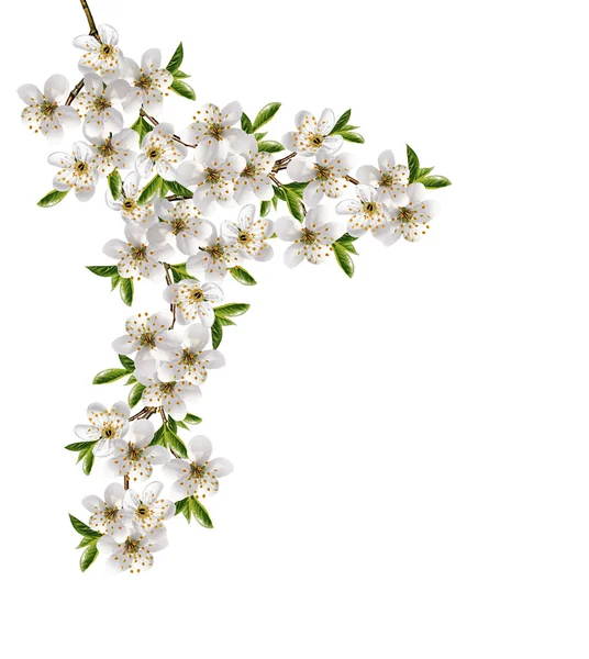 Branche de fleurs de cerisier isolé sur fond blanc . — Photo