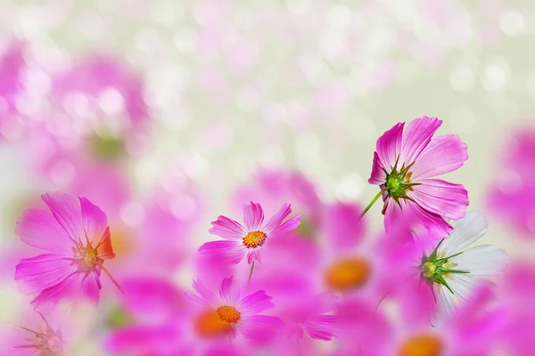 Pink and white cosmos flowers. Royalty Free Stock Images