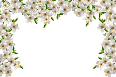 kiraz çiçekleri beyaz arka plan üzerinde izole Şubesi.