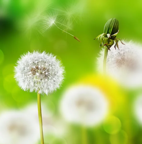 夏の風景。花タンポポ — ストック写真