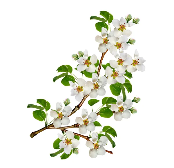 White pear flowers branch — Stock Photo, Image