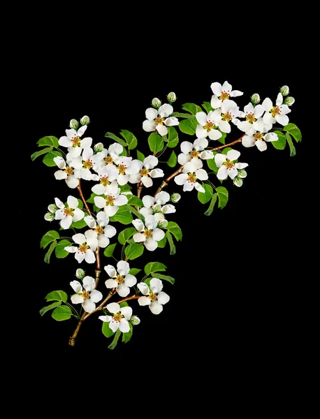 Rama de flores de pera blanca — Foto de Stock
