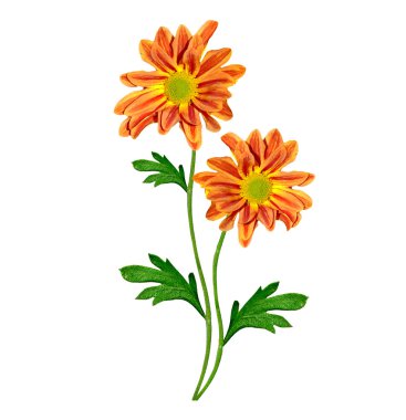 Çiçeklerin Kasımpatı buket çiçekler üzerinde beyaz backg izole.