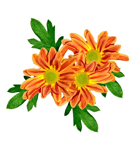 Bouquet of flowers chrysanthemum Flowers isolated on white backg — Stock Photo, Image