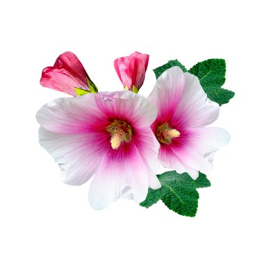 Mallow çiçekleri beyaz arkaplanda izole edilmiş