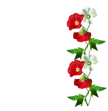 Mallow çiçekleri beyaz arkaplanda izole edilmiş