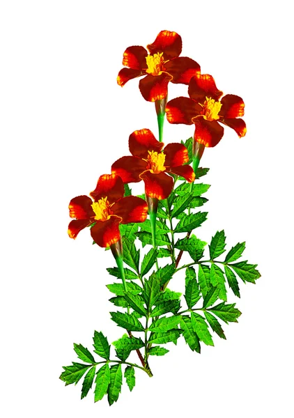 Marigold flowers isolated on white background — Stock Photo, Image