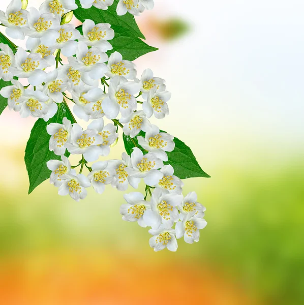 Beyaz Yasemin çiçeği. — Stok fotoğraf