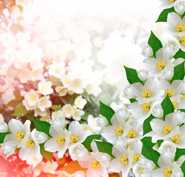 Floare albă de iasomie. Ramura flori delicate de primăvară — Fotografie, imagine de stoc