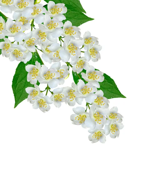 Fleur de Jasmin blanc . — Photo