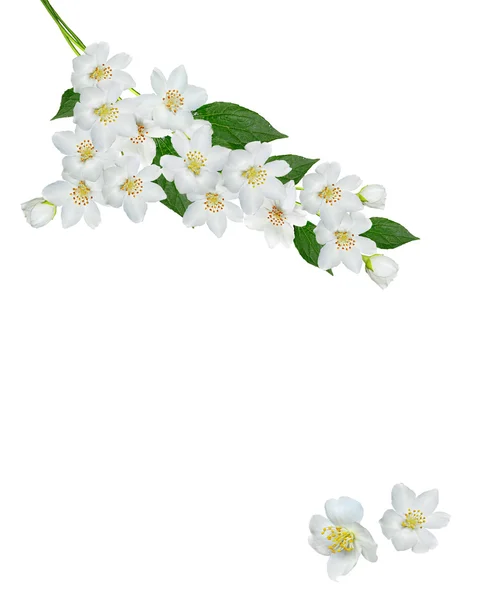 Witte jasmijn bloem. — Stockfoto