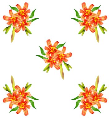 Çiçek zambağı beyaz arkaplanda izole edildi. 