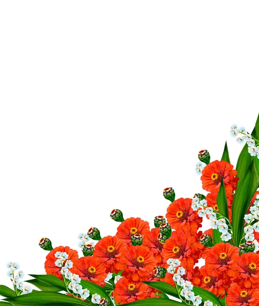 Μπουκέτο από πολύχρωμα λουλούδια του Ζίννια. — Φωτογραφία Αρχείου
