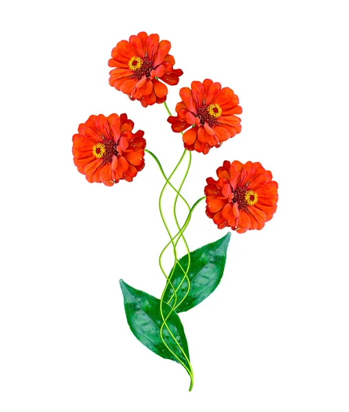 Bukiet z kolorowych kwiatów Cynia. — Zdjęcie stockowe