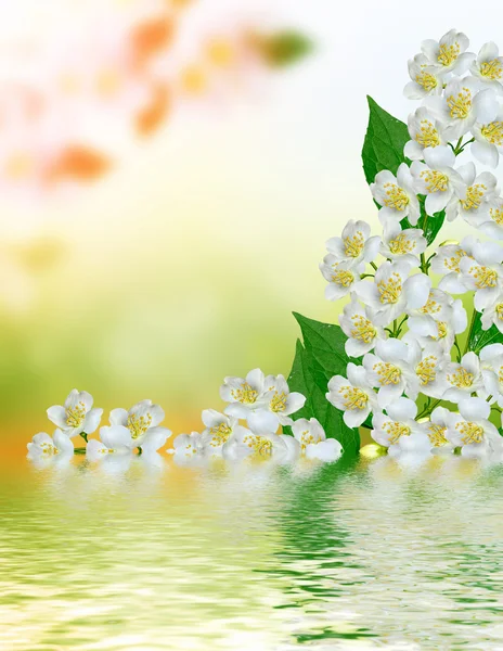 Vit jasmin blomma. — Stockfoto