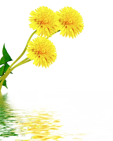 Flores de diente de león aisladas sobre fondo blanco —  Fotos de Stock