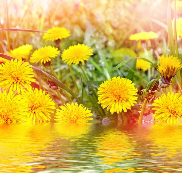 Flor de diente de león esponjosa contra el fondo del lan verano —  Fotos de Stock