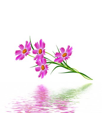 Beyaz arkaplanda izole edilmiş kozmos çiçekleri. 