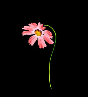 Siyah arka plan üzerine izole cosmos çiçekler. 