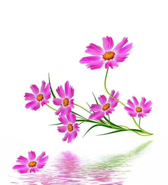 Cosmos flowers isolated on white background. — Stock Photo, Image